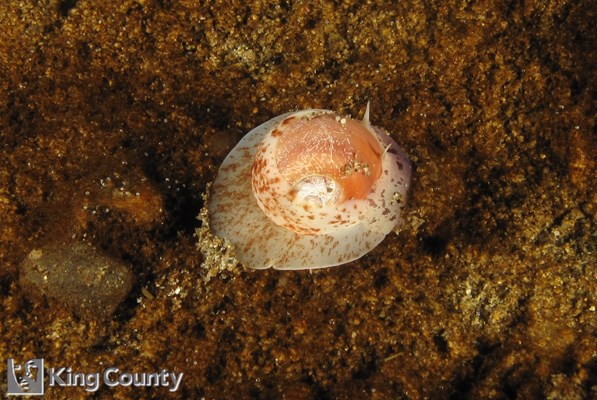Photo of Cryptonatica aleutica